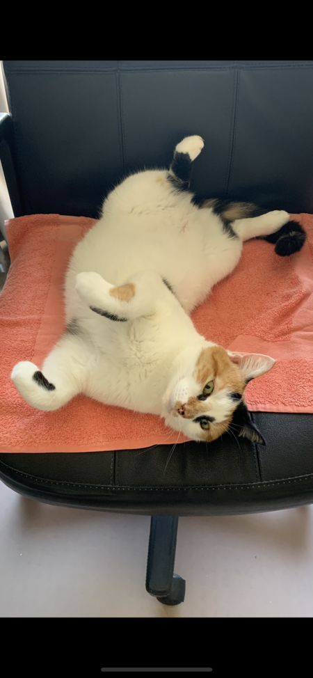 Entry image for Rosie. Clicking this image will show a larger photo