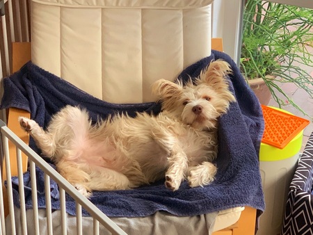 Entry image for Ginger . Clicking this image will show a larger photo