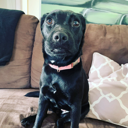 Entry image for Coco. Clicking this image will show a larger photo