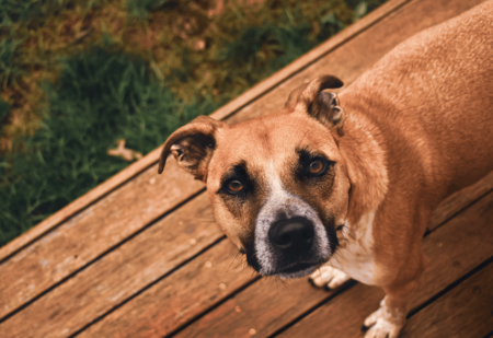 Entry image for Harry. Clicking this image will show a larger photo