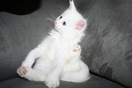 Entry image for Marley. Clicking this image will show a larger photo