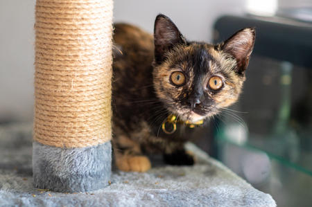 Entry image for Fish. Clicking this image will show a larger photo