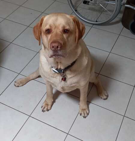 Entry image for Henry. Clicking this image will show a larger photo