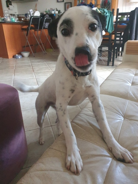 Entry image for Charlie . Clicking this image will show a larger photo