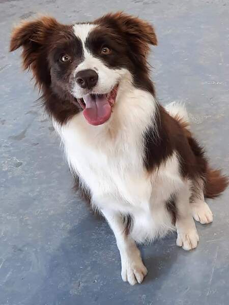 Entry image for Maisie. Clicking this image will show a larger photo