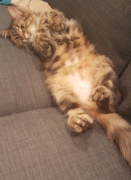 Entry image for Emmy. Clicking this image will show a larger photo