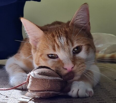 Entry image for Tiny Tim. Clicking this image will show a larger photo