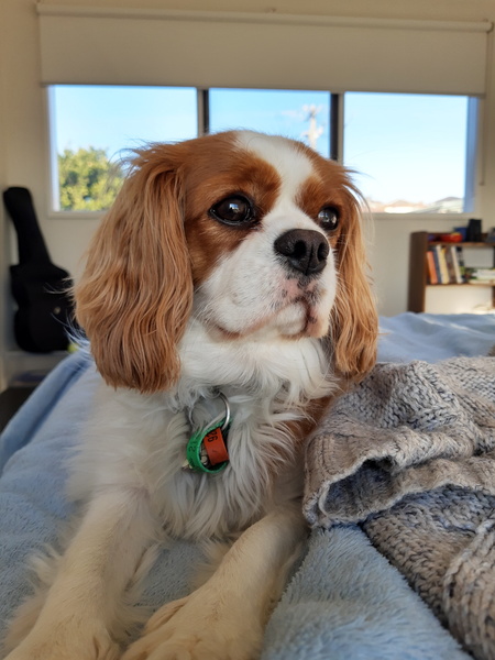 Entry image for Daisy. Clicking this image will show a larger photo