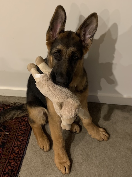 Entry image for Rommel. Clicking this image will show a larger photo