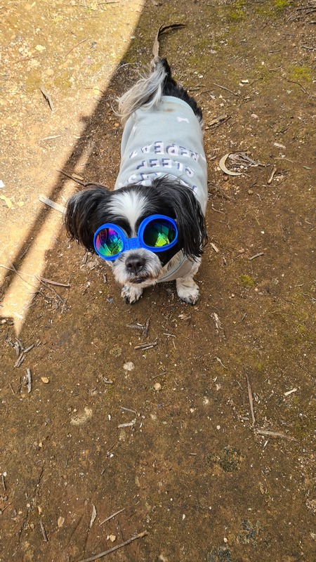 Entry image for Toby. Clicking this image will show a larger photo