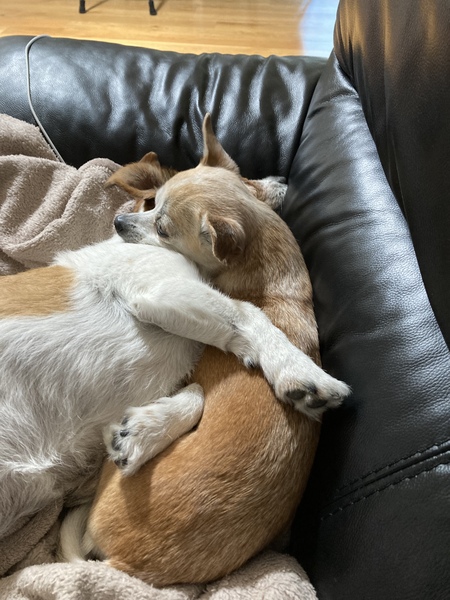 Entry image for Tara and Bella. Clicking this image will show a larger photo