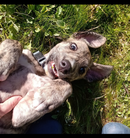 Entry image for Ralphy. Clicking this image will show a larger photo