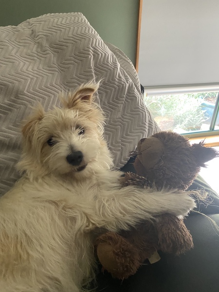 Entry image for Lewis. Clicking this image will show a larger photo