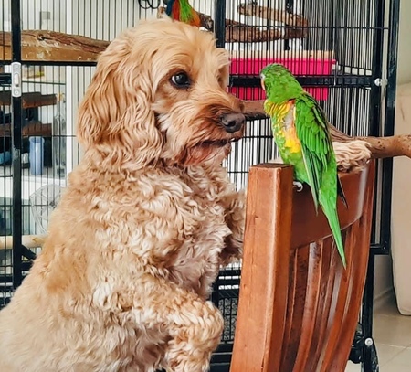 Entry image for Keesha. Clicking this image will show a larger photo