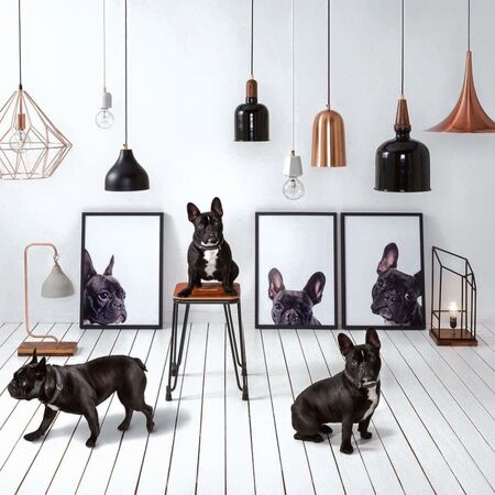 Entry image for Coco. Clicking this image will show a larger photo