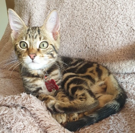 Entry image for Peppy. Clicking this image will show a larger photo