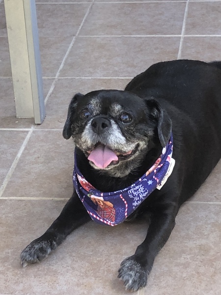 Entry image for Pepper . Clicking this image will show a larger photo