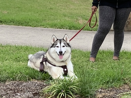 Entry image for BUFFY. Clicking this image will show a larger photo