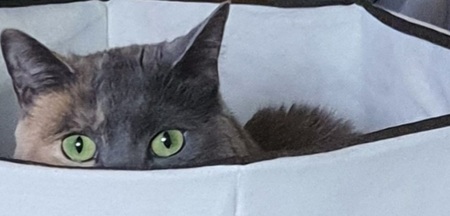 Entry image for Mya. Clicking this image will show a larger photo