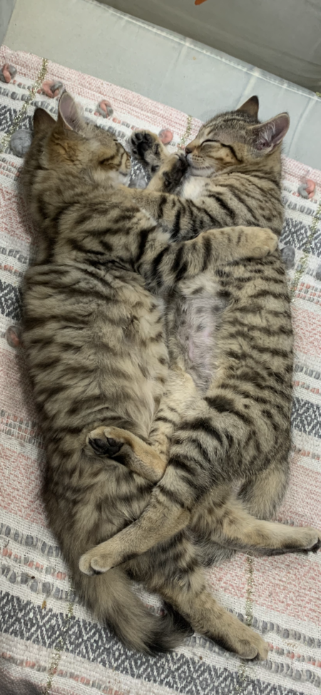 Entry image for Ziggy & Nala. Clicking this image will show a larger photo