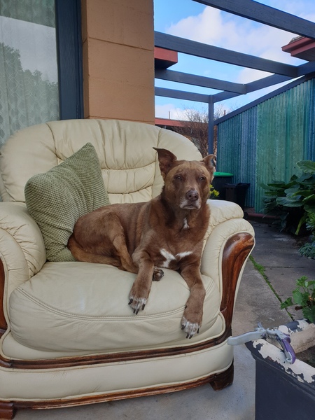 Entry image for Ruby . Clicking this image will show a larger photo