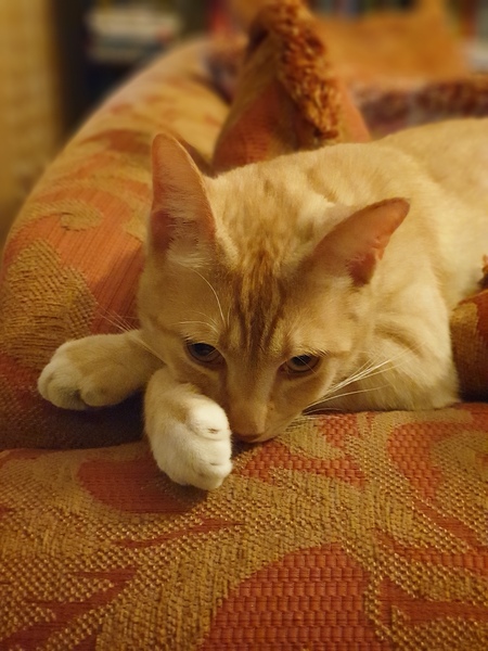 Entry image for Jordie. Clicking this image will show a larger photo