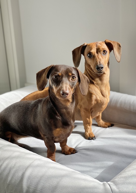 Entry image for Maya & Lulu. Clicking this image will show a larger photo