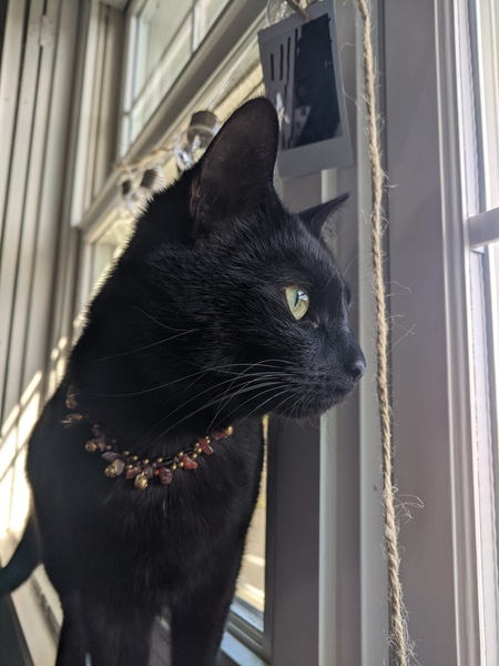 Entry image for Cleopatra. Clicking this image will show a larger photo