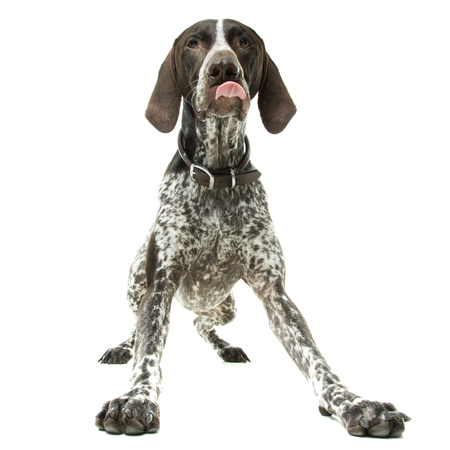 Entry image for Tell. Clicking this image will show a larger photo