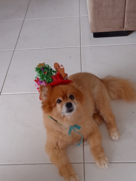 Entry image for Coco. Clicking this image will show a larger photo