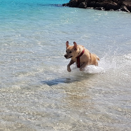 Entry image for Zeek. Clicking this image will show a larger photo