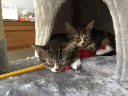 Entry image for Muffin & Ally. Clicking this image will show a larger photo