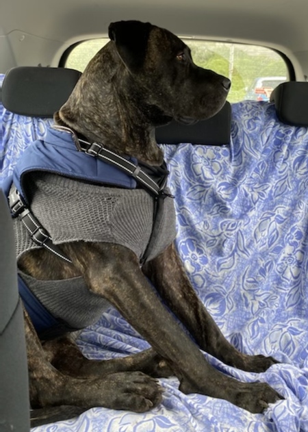 Entry image for Zander . Clicking this image will show a larger photo