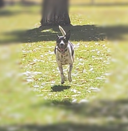 Entry image for Alfie. Clicking this image will show a larger photo