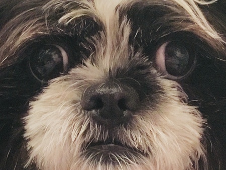 Entry image for Bobby. Clicking this image will show a larger photo