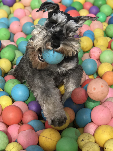 Entry image for Evie. Clicking this image will show a larger photo