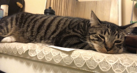 Entry image for Panther . Clicking this image will show a larger photo