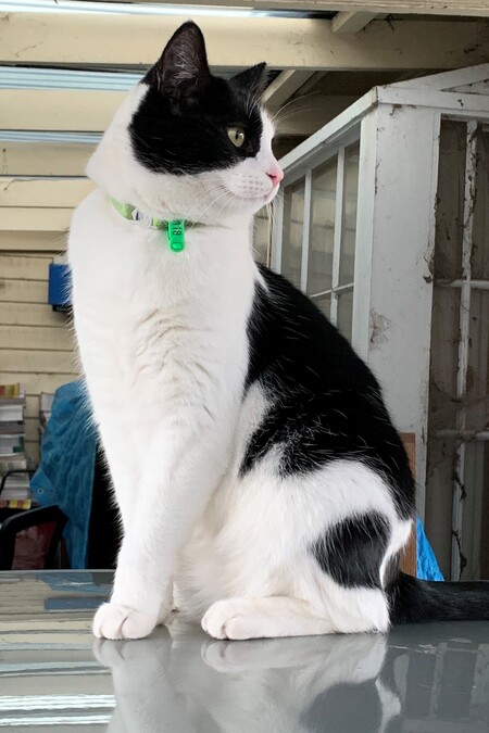 Entry image for Harvey. Clicking this image will show a larger photo