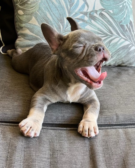 Entry image for Molly . Clicking this image will show a larger photo