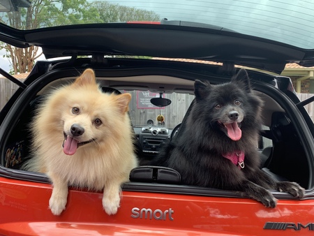 Entry image for Harley and Marcus the Spitz. Clicking this image will show a larger photo