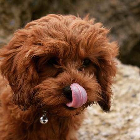 Entry image for Frankipop. Clicking this image will show a larger photo