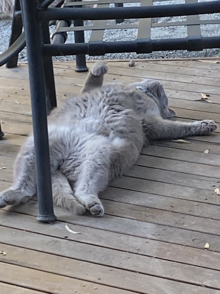 Entry image for Sam. Clicking this image will show a larger photo