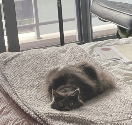 Entry image for Gemini. Clicking this image will show a larger photo