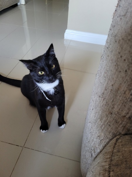 Entry image for Harry. Clicking this image will show a larger photo