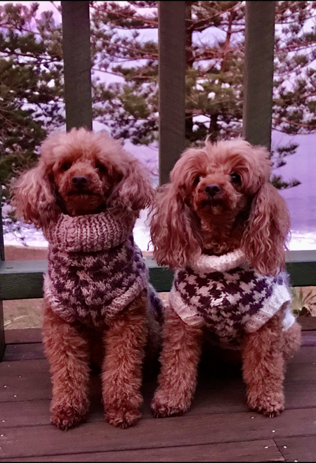 Entry image for Bridget & Beau. Clicking this image will show a larger photo