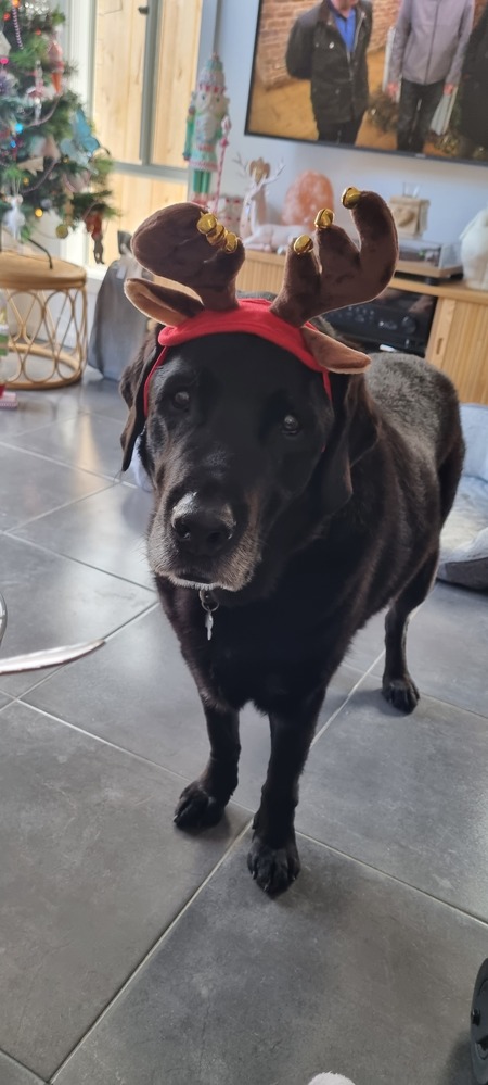 Entry image for Alfie. Clicking this image will show a larger photo