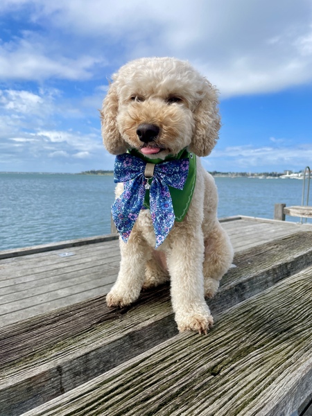 Entry image for Mishka. Clicking this image will show a larger photo