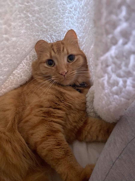 Entry image for Benji. Clicking this image will show a larger photo