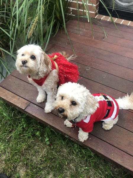 Entry image for Simba and Abby. Clicking this image will show a larger photo