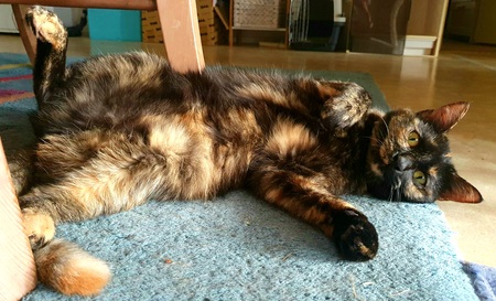 Entry image for Sparkie. Clicking this image will show a larger photo